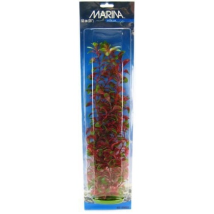 Marina Red Ludwigia Plant - 20\