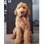 Moon & Stars - Cutie Ties Dog Bow Tie - One Size