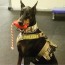 Black - USA-K9 Grenade Durable Rubber Chew Toy, Treat Dispenser, Reward Toy, Tug Toy, and Retrieving Toy - Large