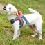 Denim & Red Plaid - Step-In Denim Harness - Small