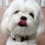 Red Plaid - Adjustable Collar - Large