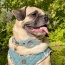 Beige Plaid & Denim - Apple Airtag Collar - Small