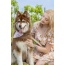 Cheers to Love Dog Bandana - M/L - 27in x 13in