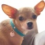 Return to Sniffany Charm Necklace - 12