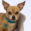 Sniff & Co. NYC Logo Collar - X Small