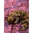 Catnip BowTies
