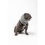 Grey - PET HOODZ DOG HOODIES FOR ANXIETY - Large
