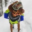 RAIN FOREST - Adventurer 2-piece Dog Pack With EZ Latch  Harness - Large