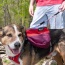 SUNSET - Adventurer 2-piece Dog Pack With EZ Latch  Harness - Small