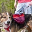 SUNSET - Adventurer 2-piece Dog Pack With EZ Latch  Harness - Extra Large