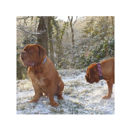 Steel Blue - Plaid Dog Leads  - THIN Lead 5/8\