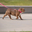 Neon Pink - GF Pet  Reflective Collar - XS