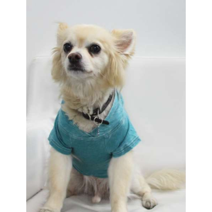 Peacock - Doggy Hoodie - Small