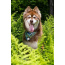 Magical Fern Forest Dog Bandana - S/M - 18in x 10in