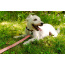 Natchez Pattern Flat Dog Leash - Small 5/8in. wide by 6ft. long