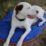 Eclipse Blue Compressible Waterproof Dog Sleeping Mat - Eclipse Blue Sleeping Mat