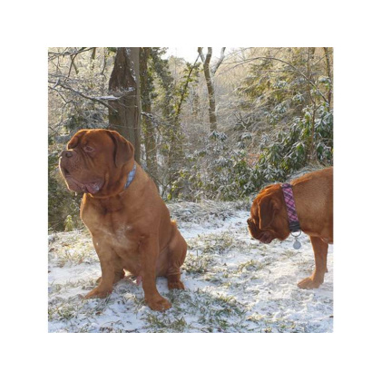 Steel Blue - Plaid Dog Leads  - THIN Lead 5/8\